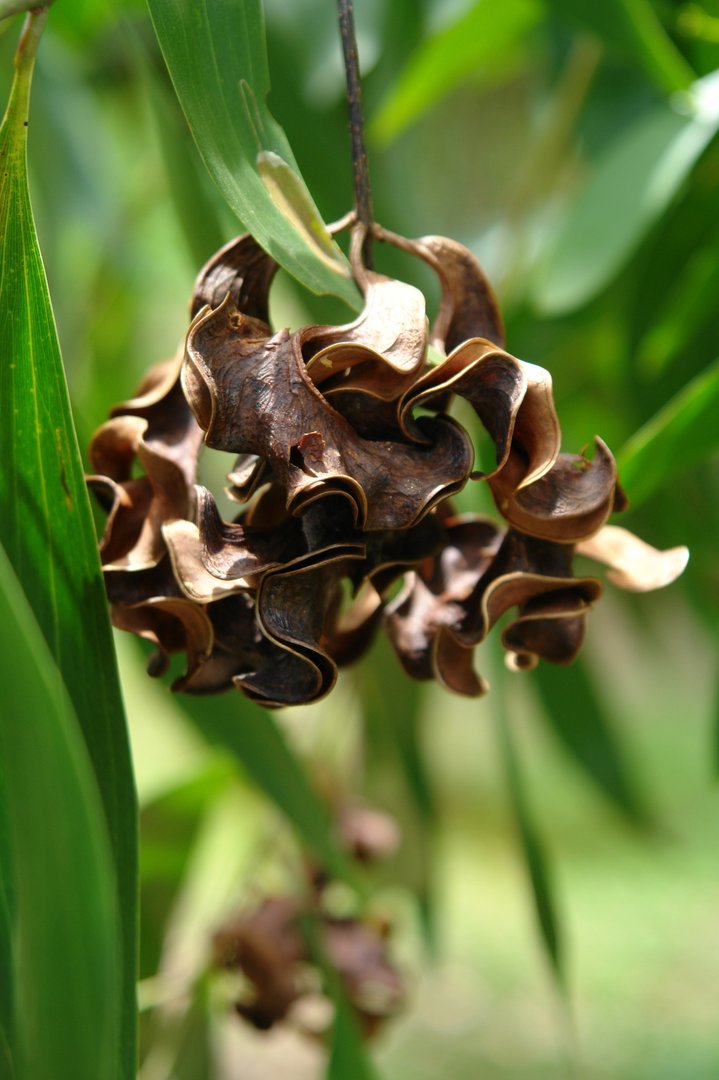 Acacia Mangium - Vista 3